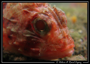 Picture taken with a Canon G9 and a Inon UCL 165 macro le... by Raoul Caprez 